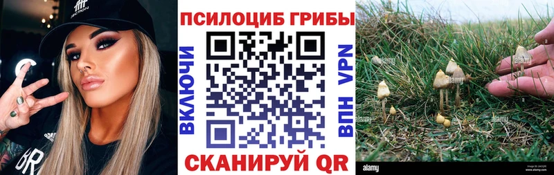 Галлюциногенные грибы Psilocybe  нарко площадка официальный сайт  Будённовск  где купить наркоту  МЕГА как зайти 